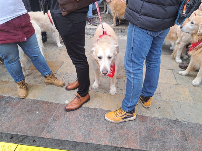 33. Finał WOŚP z grupą krakowskich Golden Retrieverów