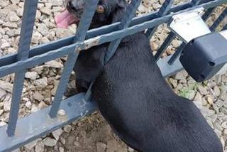 Jak on się tam znalazł? Strażacy ratowali psa, który utknął w bramie [ZDJĘCIA]