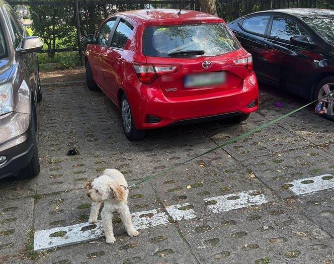 Pies uwięziony w nagrzanym samochodzie. Uratowali go policjanci z Gdańska