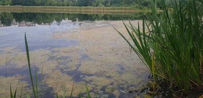 Jezioro Długie w Olsztynie zostanie oczyszczone z nadmiaru moczarki