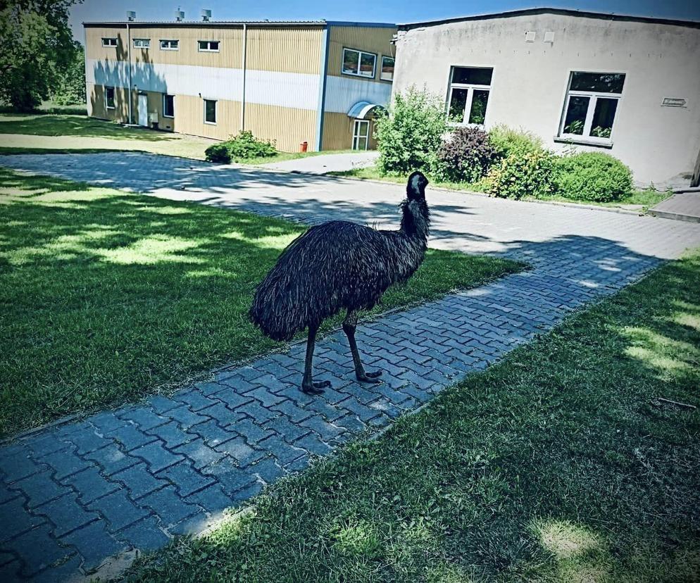 Emu w szkole