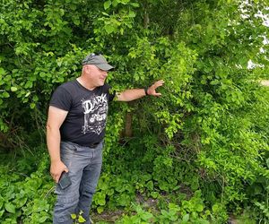 Żurawie zjadły mi kukurydzę