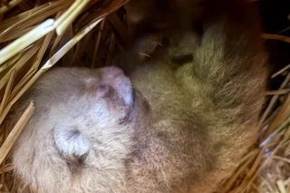 Wielka radość z pandy małej. W Orientarium Zoo Łódź na świat przyszedł trzeci potomek Ofelii i Otella