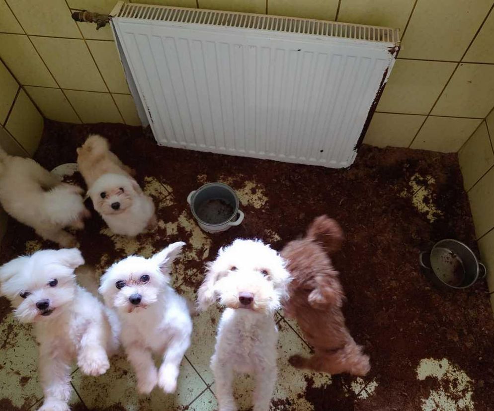 Skandal w pseudohodowli pod Krakowem! Psy żyły we własnych odchodach. Właścicielce grozi więzienie