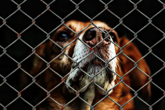 Adopcja zwierząt z Promyka będzie czasowo zawieszona