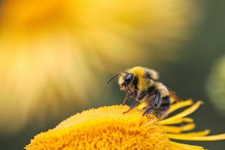 Dolny Śląsk. Rolnik został oskarżony o otrucie ponad 7,5 miliona pszczół
