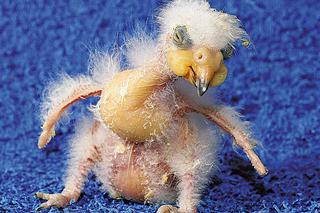 Niemieckie ZOO: papużka KEA kiedyś będzie PIĘKNA!