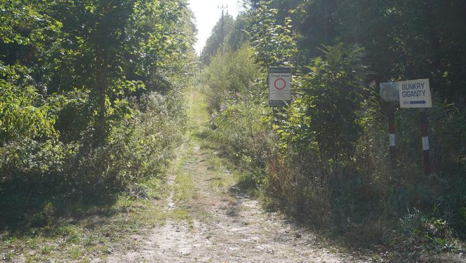 Bunkry na Mazurach wybudowane dla żołnierzy Wehrmachtu. To tu miała być ukryta Bursztynowa Komnata [ZDJĘCIA]