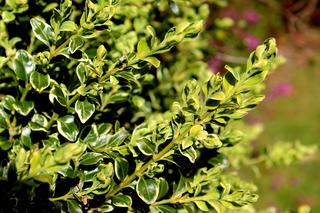 Bukszpan wieczniezielony ‘Variegata’ - Buxus sempervirens ‘Variegata’