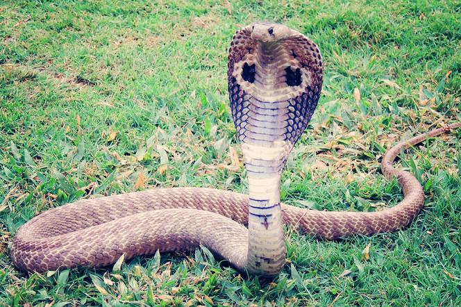 Kobra gigant uciekła z klatki! Jedno ugryzienie zabija