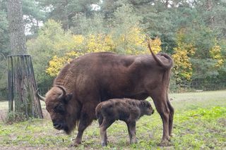 Młodą żubrzyczką w bydgoskim zoo opiekują się babcia i mama. Ona jest od chmur zawracania!