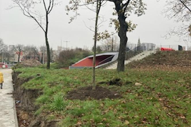W Toruniu pojawiły się nowe drzewa i krzewy. Nasadzenia w rejonie placu Rapackiego