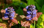 Dąbrówka rozłogowa ‘Atropurpurea’ 