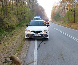 Powiat łosicki: sarna nie przeżyła kolizji z samochodem osobowym