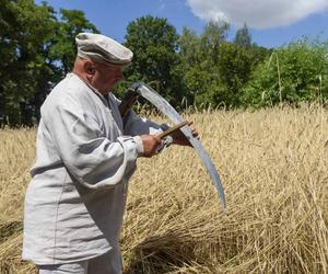 Kosy pójdą w ruch! W lubelskim skansenie w niedzielę będą żniwa