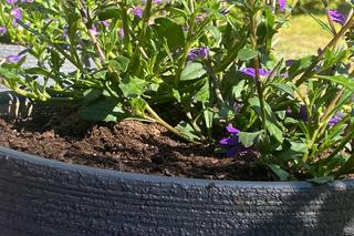 Mrówki w donicy ze scewolą