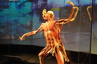 Wystawa z ludzkiego ciała. Body Worlds powróciła do Gdańska po 5 latach [GALERIA]