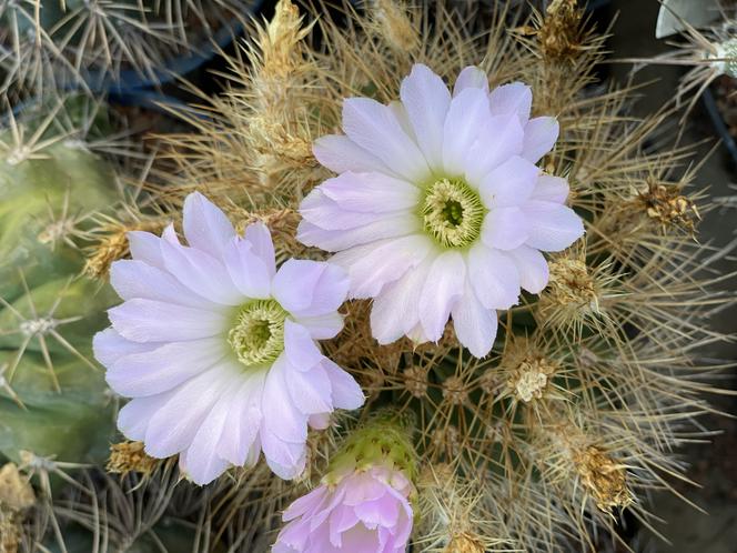 Cactusarium