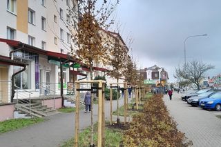 Olsztyn będzie bardziej zielony. Pojawiły się nowe drzewa