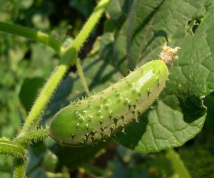Ogórek zwyczajny - Cucumis sativus