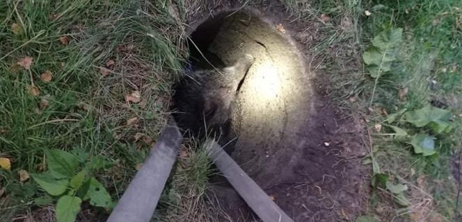 Dzik wpadł do studni na podwórku! Nietypowa akcja straży pożarnej