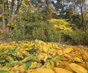 Jesień w Ogrodzie Botanicznym UKW. To ostatnia szansa na spacer wśród złotych liści!