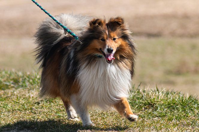 Owczarek szetlandzki (sheltie)