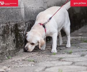 Śląskie targowiska na celowniku Krajowej Administracji Skarbowej. Przejęto kontrabandę za 40 tys. zł