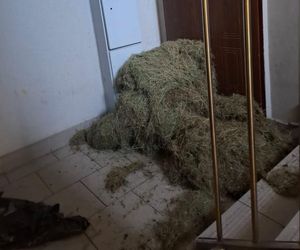 Sucha trawa pod drzwiami sąsiada! Nietypowy konflikt w Bydgoszczy przybiera na sile. To dziecinada!