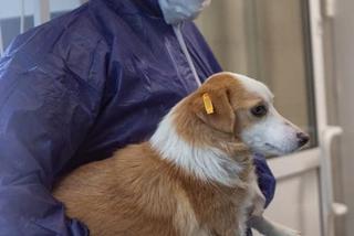 Zwierzęta z Ukrainy otrzymają pomoc w Przemyślu