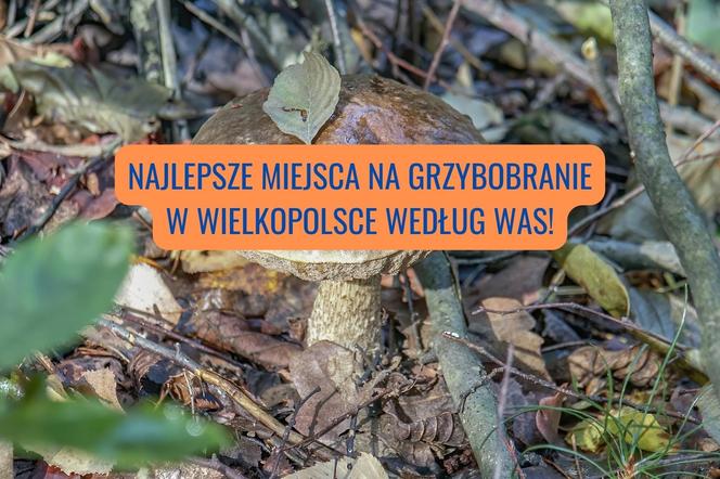 Najlepsze miejsca do grzybobrania w Wielkopolsce