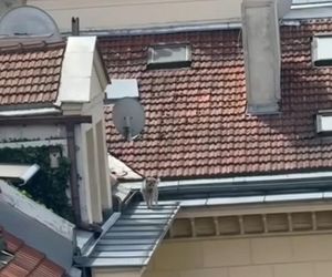 Niezwykła akcja strażaków na Nowym Świecie. Pies hasał po dachu kamienicy