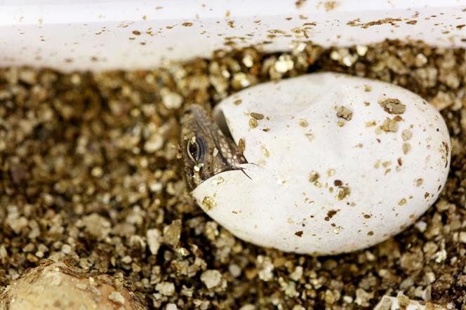 Kolejny cud narodzin w Śląskim Ogrodzie Zoologicznym. To prawdziwy baby boom!