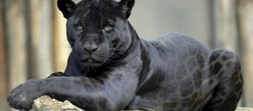 Puma wróciła do Czech