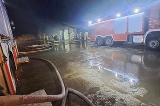 Ponad 60 krów spłonęł żywcem! Tragiczny pożar i milionowe straty [ZDJĘCIA]