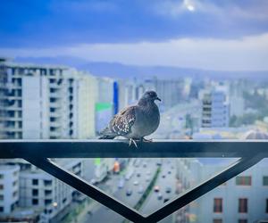 Jak odstraszyć gołębie z balkonu?