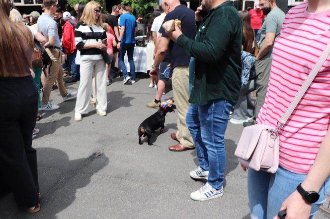 Zlot jamników w Toruniu