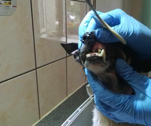 Inspektorzy OTOZ Animals w Bielsku-Białej odebrali osiem skrajnie zaniedbanych psów