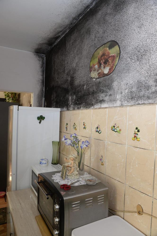Ten grzyb nas zabije! Przerażające warunki w mieszkaniu komunalnym na Mińskiej.