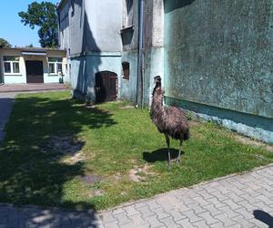 Prawdziwy emu na terenie szkoły pod Sulęcinem. Dzieci bały się wyjść na dwór [ZDJĘCIA].