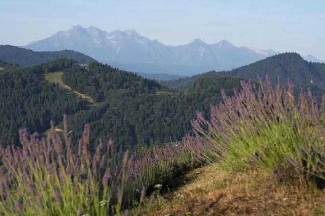 Najwyżej położona plantacja lawendy w Polsce leży w Małopolsce. Zdobi serce Pienin 