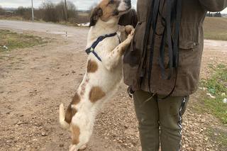 Sonia. Czeka na dom w Schronisku dla bezdomnych zwierząt w Zamościu