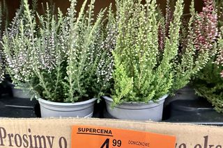 Wrzosy w Biedronce w super cenie. Kwiaty na balkon i do ogrodu będą kwitły do przymrozków