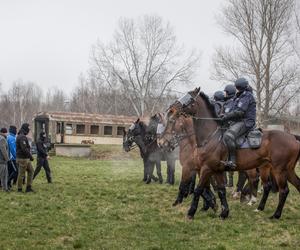 Atestacja koni policyjnych