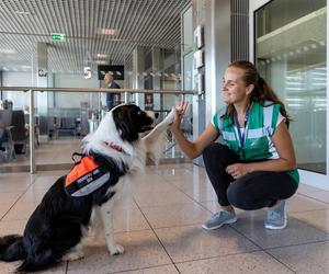 Jedyne takie psy w Europie. Czworonogi z lotniska w Krakowie-Balicach pomagają pasażerom