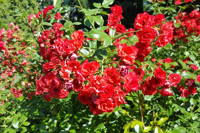 Są kolorowe, pachnące i... smaczne! Ogród Botaniczny zaprasza na jadalne kwiaty
