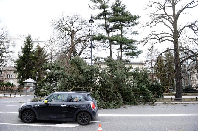 Warszawa: Al Ujazdowskie, potężne drzewo spadło na autobus i zablokowało ulicę