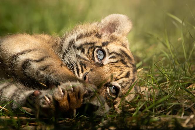Mała tygrysica z wrocławskiego zoo otrzymała "słoneczne" imię