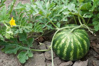 Arbuz zwyczajny= kawon - Citrullus lanatus