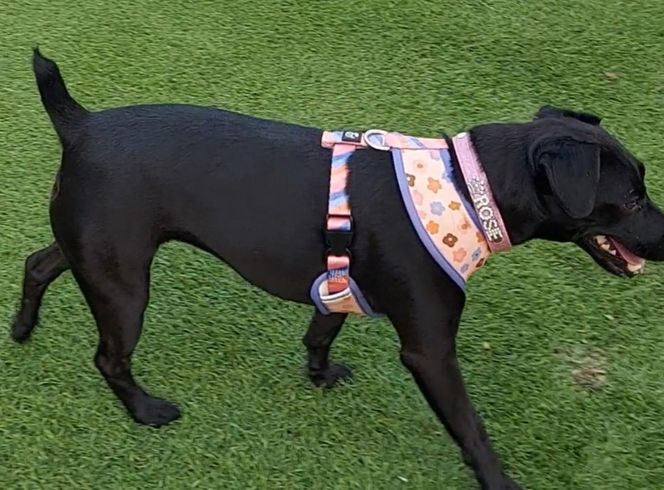 Polka oskarża PETA o kradzież psa